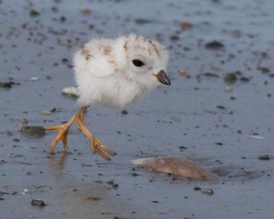 Pip Plov chick walking fast.jpg
