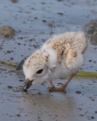 Piping Plov baby checking something out on beach.jpg