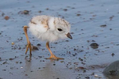 Piping Plov baby runs along shore.jpg