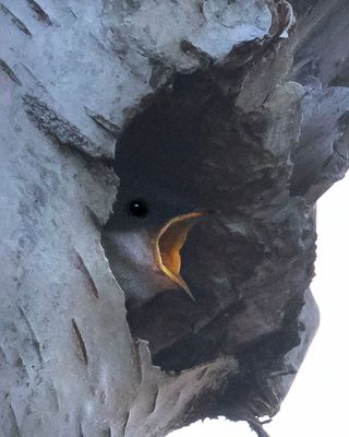 Tree Swallow baby opens mouth in hole.jpg