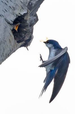 Tree Swallow about to feed baby in hole.jpg