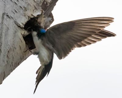 Tree swallow feeds baby in hole.jpg