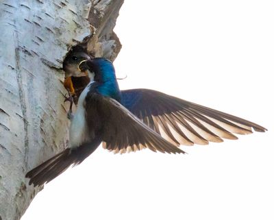 Tree Swallow feeding baby bugs.jpg