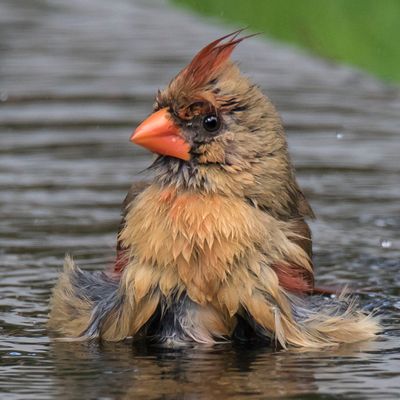 Cardinal female bathing_04A8868.jpg