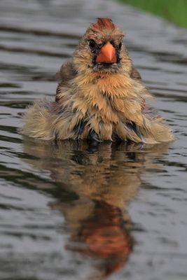 Cardinal female bathing 2