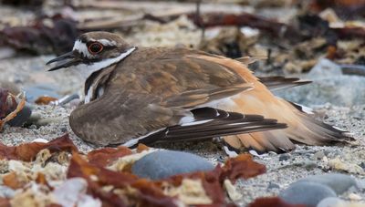 Kildeer injured wing act.jpg