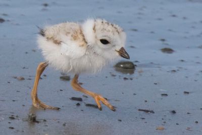 Piping Plov baby walks along shore.jpg