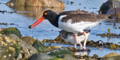 Oystercatcher baby close to mom w snail.jpg