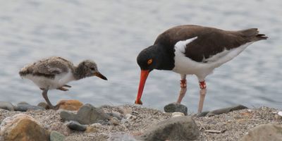 Oystercatcher baby runs to get worm.jpg