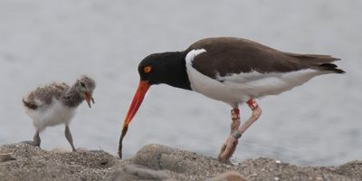 Oystercatcher mom brings worm for baby.jpg