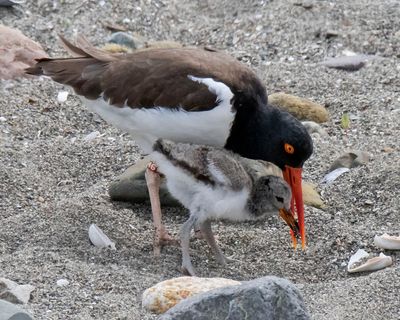 Oystercatcher just gave baby food.jpg
