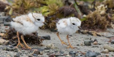 Piping Plov siblings on beach together.jpg