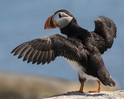 Puffin flapping, blue sky.jpg