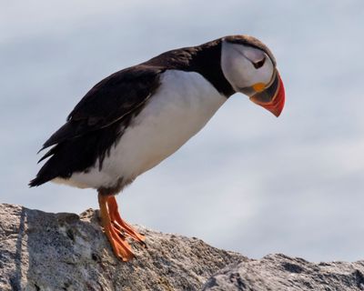 Puffin about to leave rock.jpg