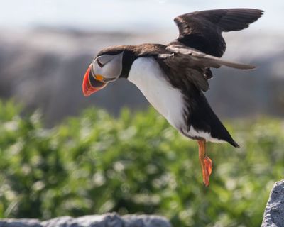 Puffin jumps from rock.jpg