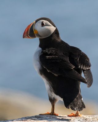 Puffin poses, blue sky.jpg