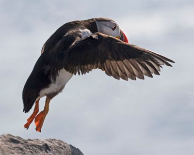 Puffin takes off from rock.jpg