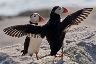 Puffins, two, one spreads wings.jpg