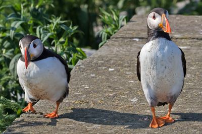 Puffins, two walking on stone walkay.jpg