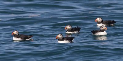 Puffin group in the water