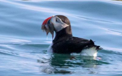 Puffin in water with fish.jpg