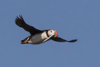 Puffin flies with long fish.jpg