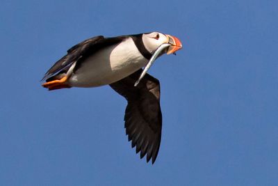 Puffin flies with long sand eel.jpg