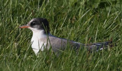 Arctic Tern fledgling.jpg