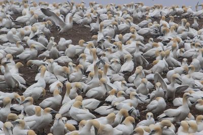 Gannet colony.jpg