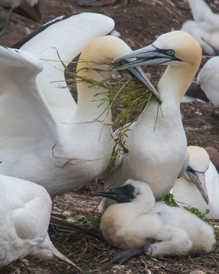 Gannet brings grass to mate with chick.jpg