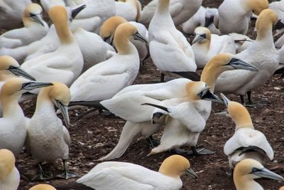 Gannet male yells over fem at rival.jpg