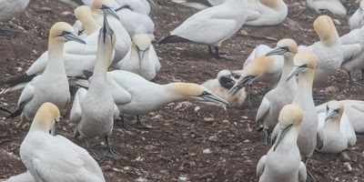 Gannet mom and chick w stick among group.jpg