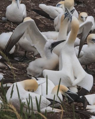 Gannet pair display as chick watches_23A6373.tif