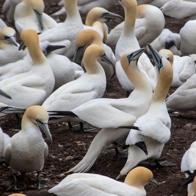 Gannet tries to mate.jpg