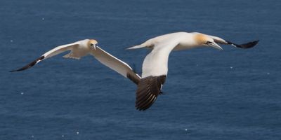 Gannets, two, fly over ocean.jpg