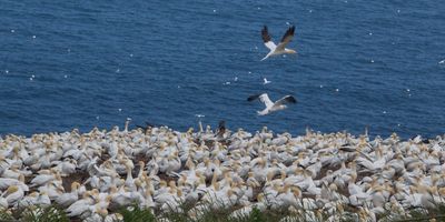 Gannets fly over colony, more in ocean.jpg