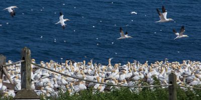 Gannets fly over the colony.jpg