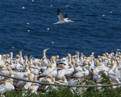 Gannets fly over the colony cropped.jpg