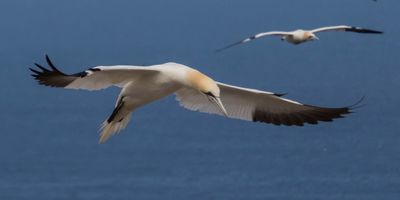 Gannet looks down while flying.jpg