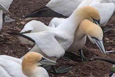 Gannet leans head over mate.jpg