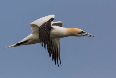 Gannet in flight.jpg