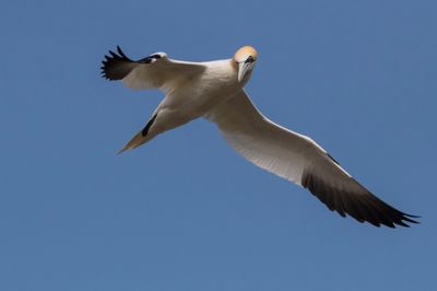 Gannet looks back in flight.jpg