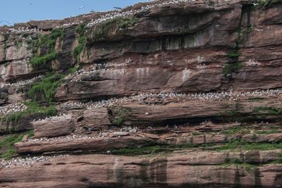 Gannets on the cliff.jpg