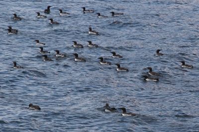 Common Murres in the water.jpg