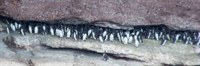 Common Murres on lower cliff_23A7247.jpg