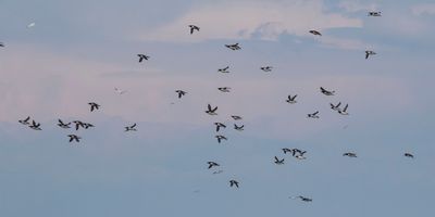 Common Murres flying.jpg