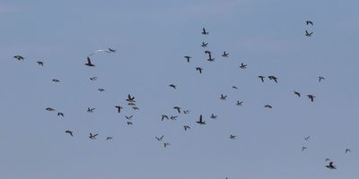 Common Murres flying 2.jpg