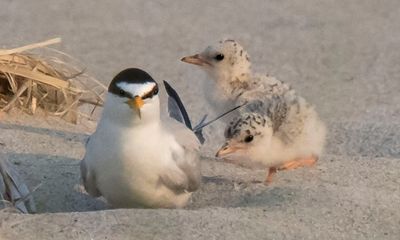 Least Tern mom with 2 babies