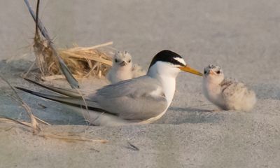 Least Tern with 2 babies 2.jpg