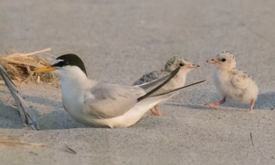 Least Tern with 2 babies 3.jpg
